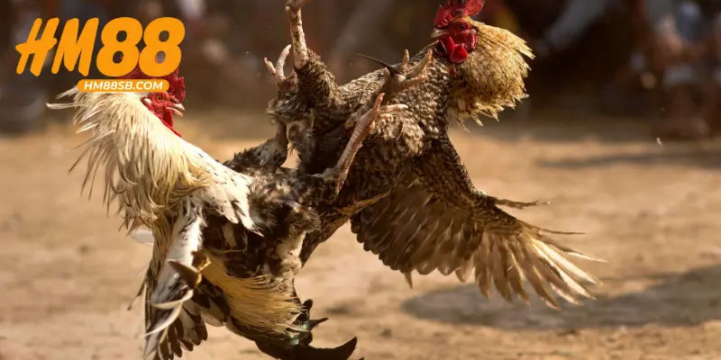 Cách Nuôi Gà Đá Bo Lớn Hiệu Quả & Một Số Điều Cần Tránh