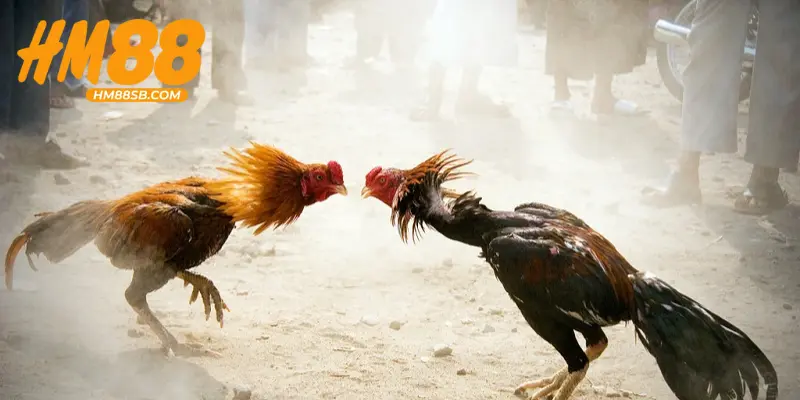 Cách nuôi gà đá bo tập thể lực