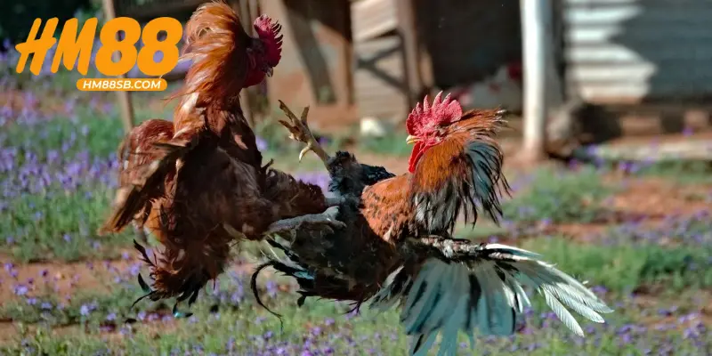 Cách nuôi gà đá bo hiệu quả