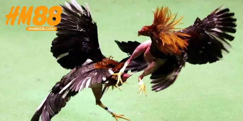 Tìm hiểu về gà đá bo