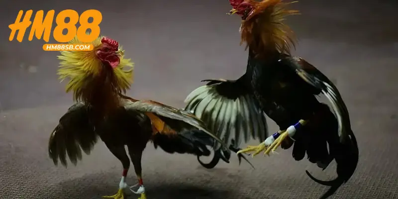 Đá Gà Campuchia – Tung Đòn Kịch Tính, Trận Đấu Máu Lửa