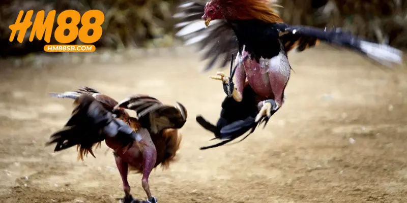 Tổng hợp kinh nghiệm chinh phục chọi gà Campuchia