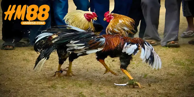 Điểm mạnh thu hút nhiều hội viên cược đá gà Campuchia