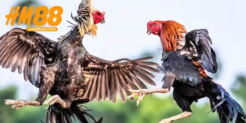 Tổng quan về đá gà Campuchia đỉnh cao