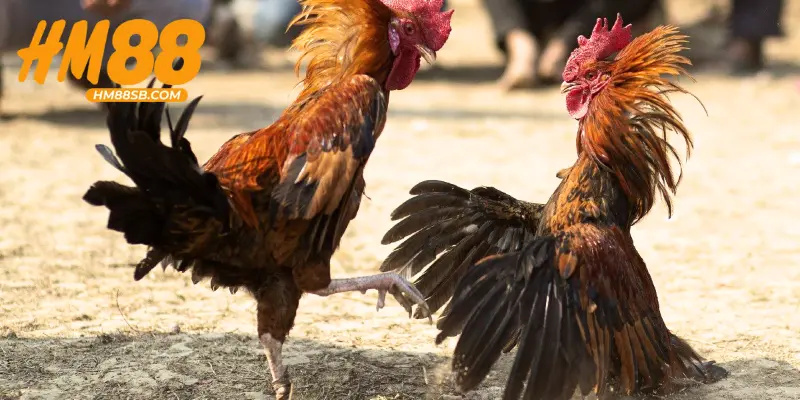 Đá Gà Cựa Sắt – Hình Thức Giải Trí Kịch Tính Và Hấp Dẫn