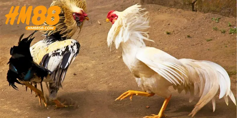 Luật chơi đá gà cựa sắt dành cho tân thủ