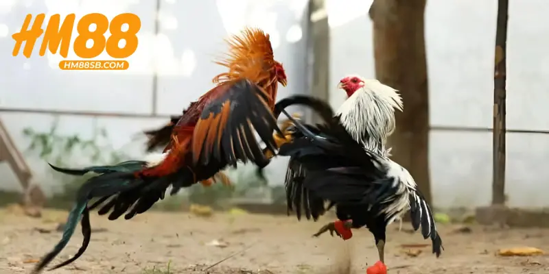 Quản lý cân bằng vốn trong đá gà Campuchia