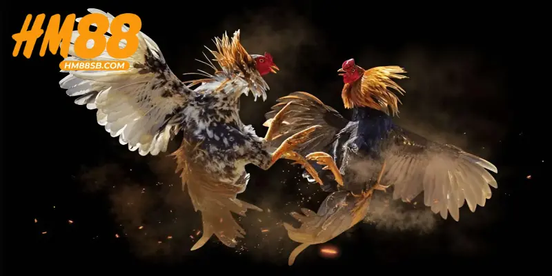 Tổng quan về đá gà cựa sắt