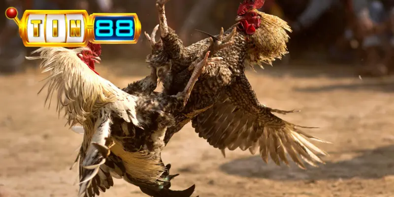 Tìm hiểu về sảnh đá gà HM88