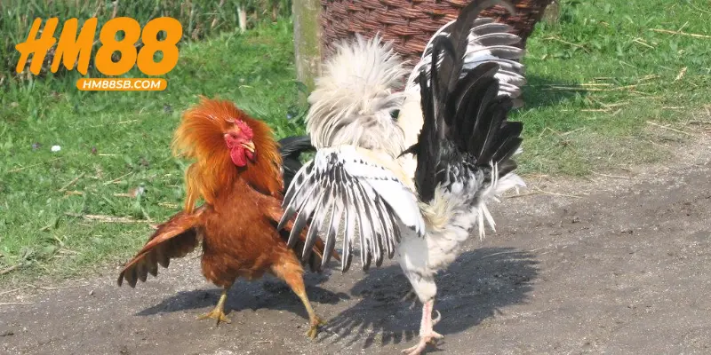 Tổng quan về đá gà Thomo