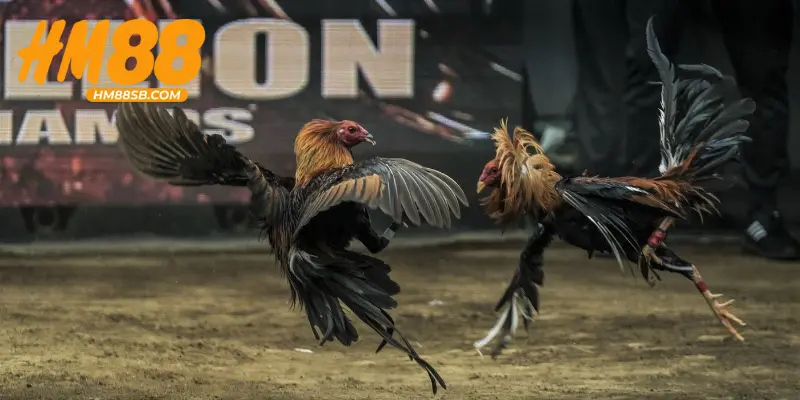 Các hình thức chọi kê tại Thomo