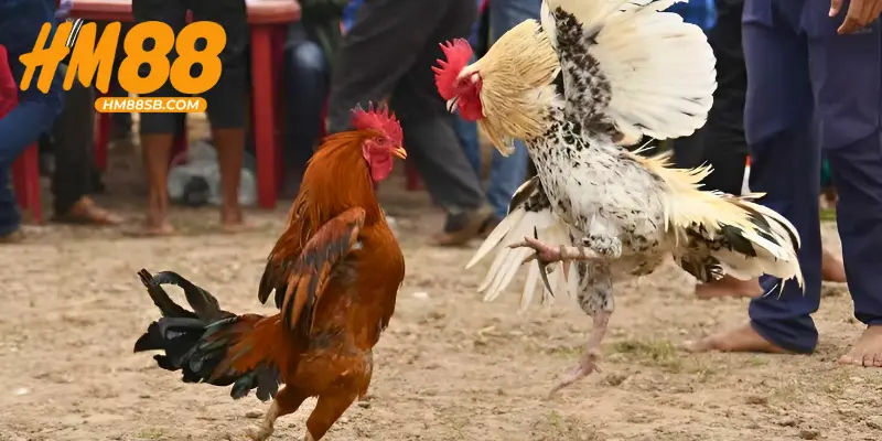 Theo dõi đá gà trực tuyến